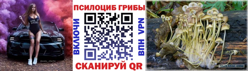 где продают наркотики  Козловка  Псилоцибиновые грибы Psilocybe 